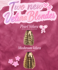 LATTO BLOND BURMESE CURLY VIRGIN